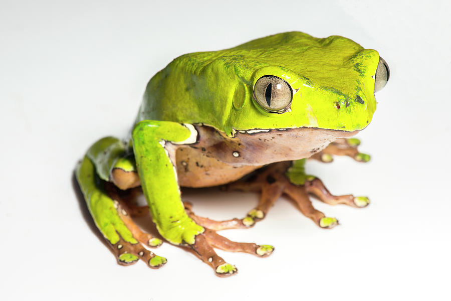 Giant Monkey Frog Photograph by Louise Murray/science Photo Library