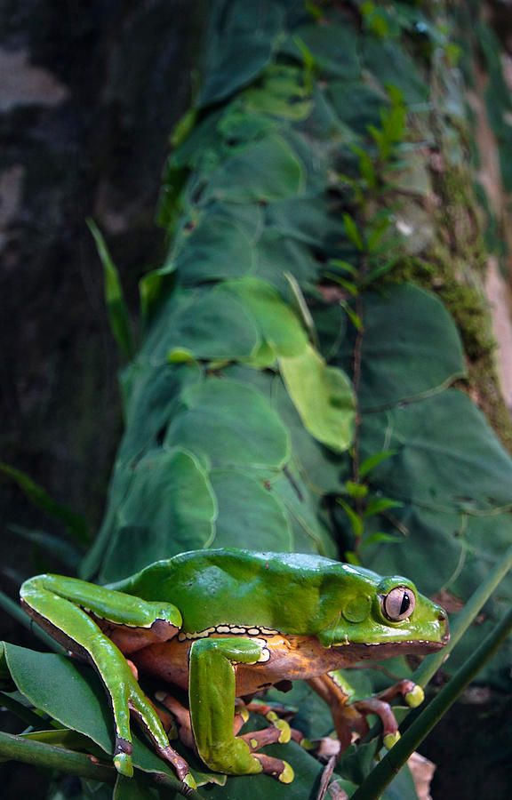 Giant Monkey Frog Phyllomedusa Bicolor Photograph by Dant Fenolio
