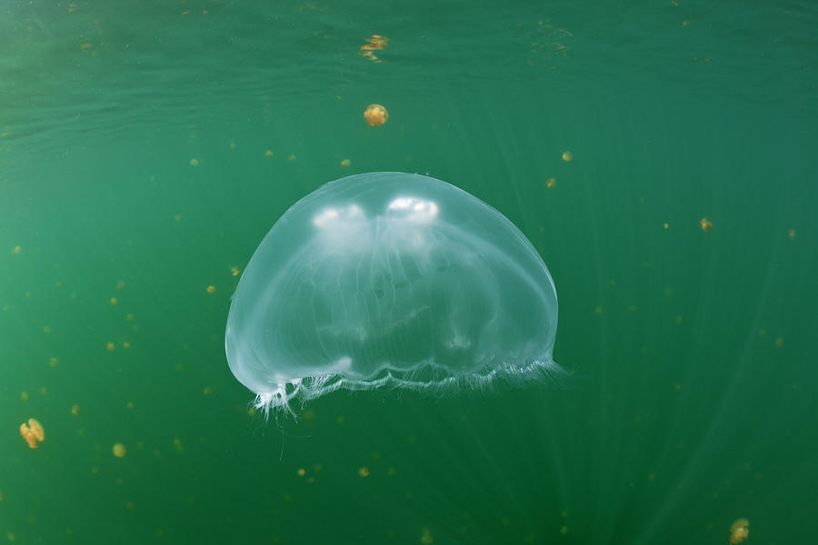 Nature Photograph - Giant Moon Jellyfish Aurita Aurita by Reinhard Dirscherl