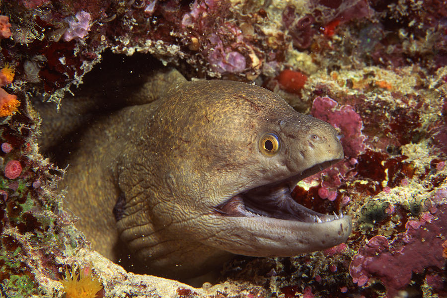 Giant moray eel Photograph by Comstock Images