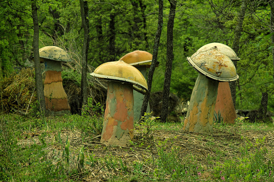 Giant Mushroom Forest Photograph by Tony Grider