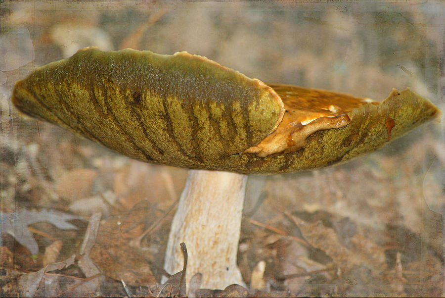 Giant Mushroom Photograph by Linda Segerson