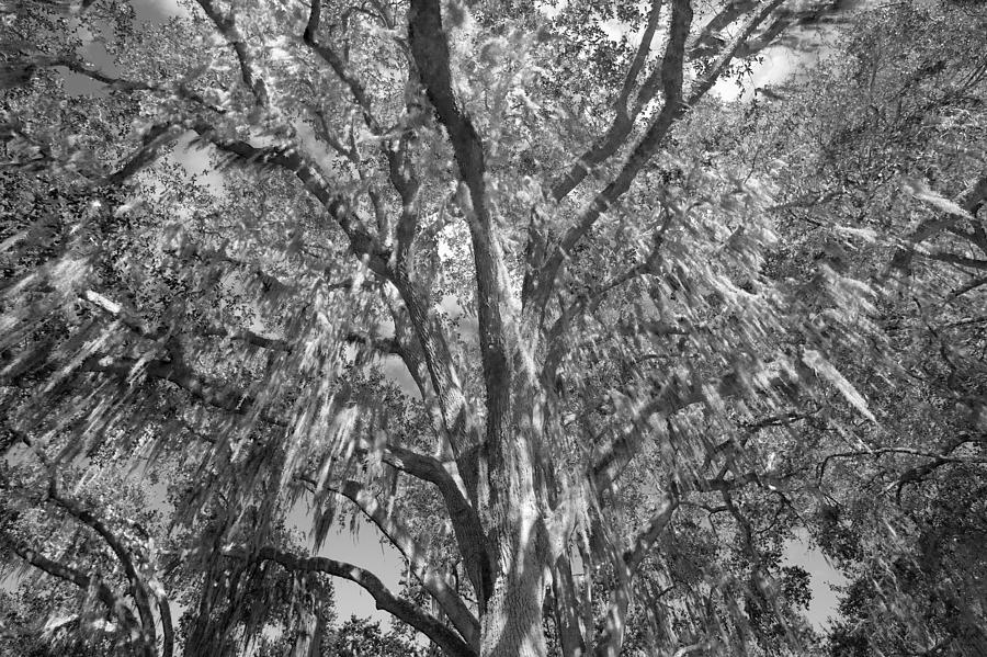Giant Oak and Spanish Moss Photograph by Rich Franco