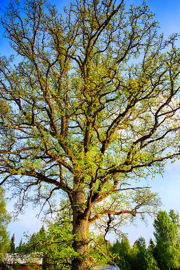giant Oak tree in full glory Photograph by Christian Lagereek