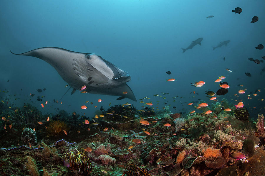 giant oceanic manta ray