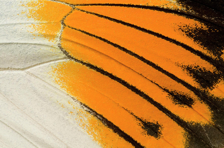 Giant Orange-tip Butterfly Wing Markings Photograph by Nigel Downer