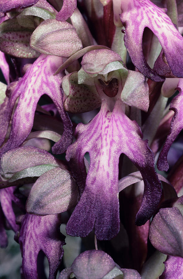 Giant Orchid Flowers Photograph by Paul Harcourt Davies/science Photo ...