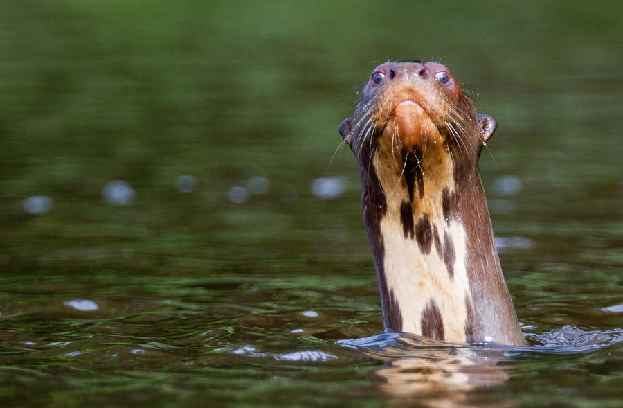 Giant Otter Photograph by Max Waugh