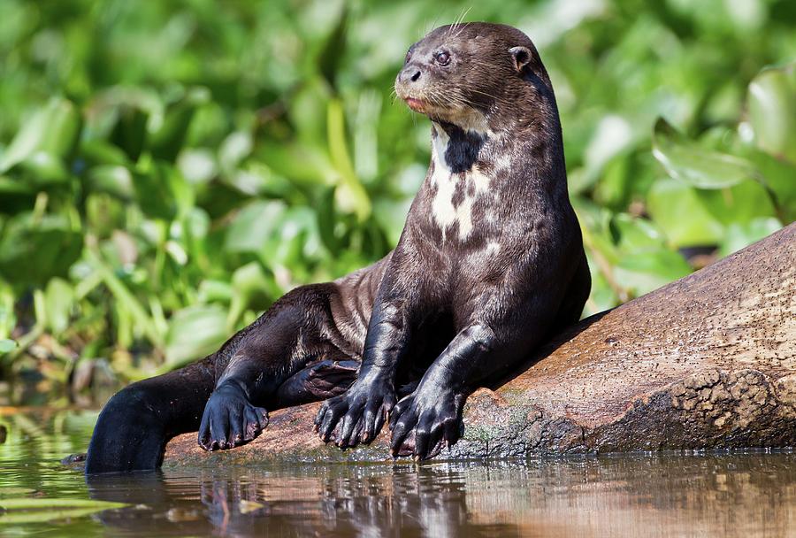 Giant Otter Resting Photograph by John Devries/science Photo Library