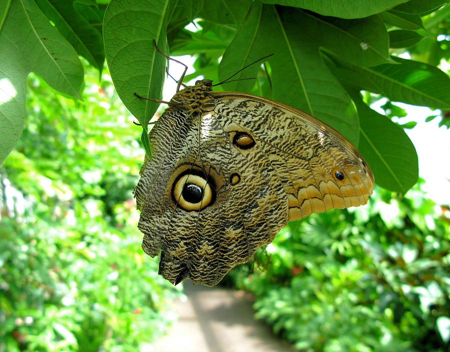 Giant Owl Butterfly Photograph by John Dart
