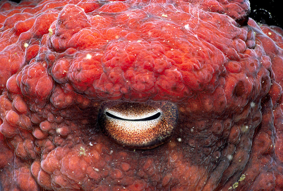 Giant Pacific Octopus Eye Photograph by Jeff Rotman