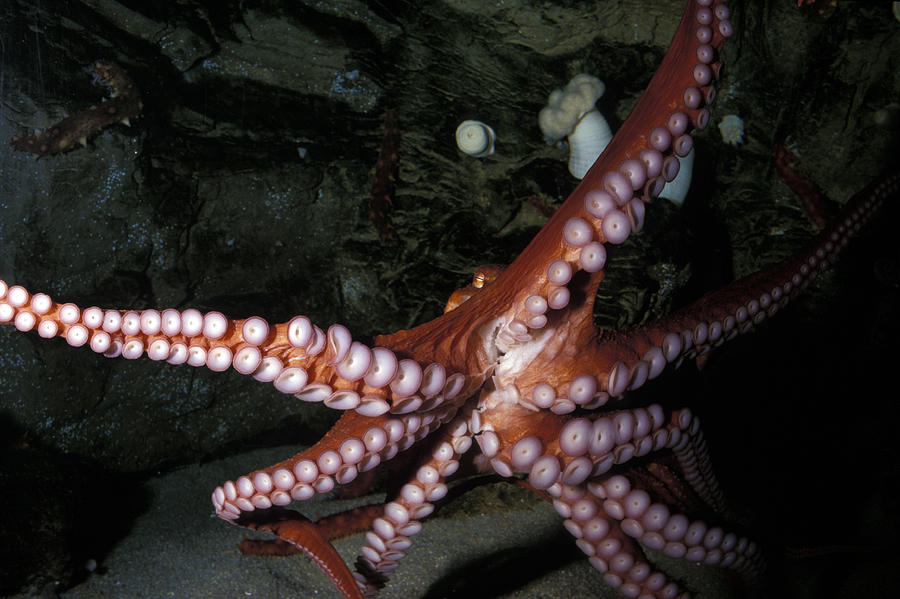 Giant Pacific Octopus Photograph by Greg Ochocki