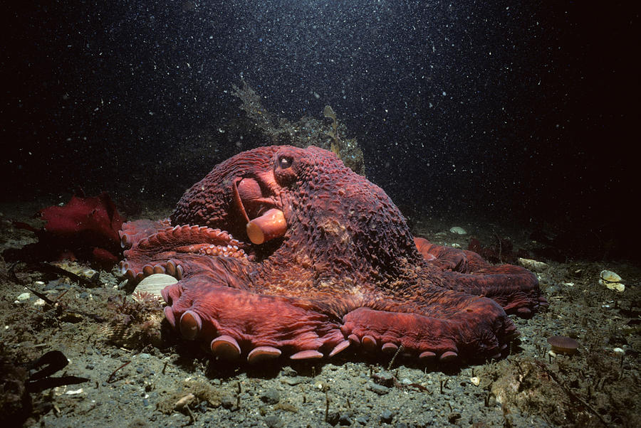 Giant Pacific Octopus Photograph by Jeff Rotman