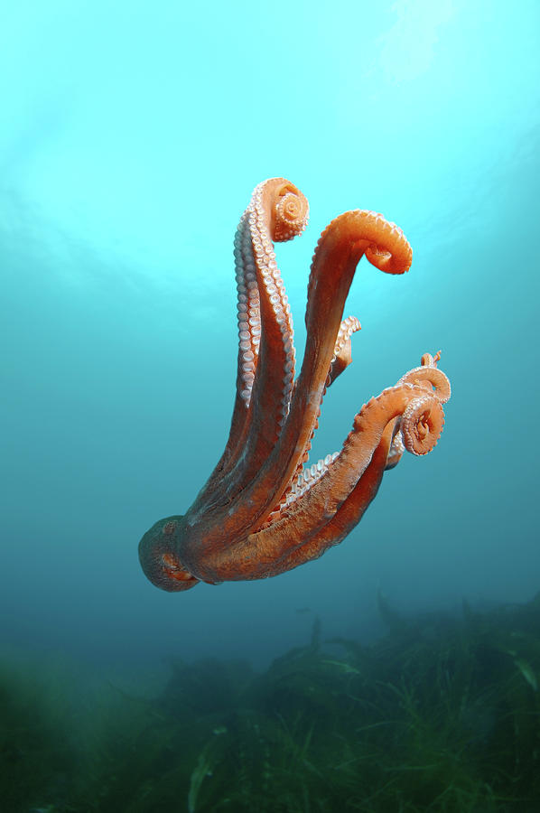Giant Pacific Octopus Or North Pacific Photograph by Andrey Nekrasov