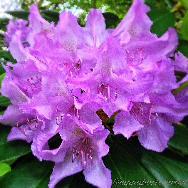 Aviary Photograph - Giant Pale Purple Rhododendron From My by Anna Porter