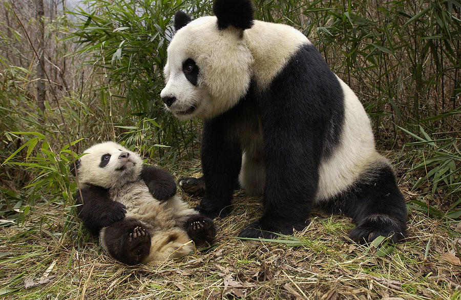 Giant Panda And Baby In Bamboo Forest Photograph by Katherine Feng