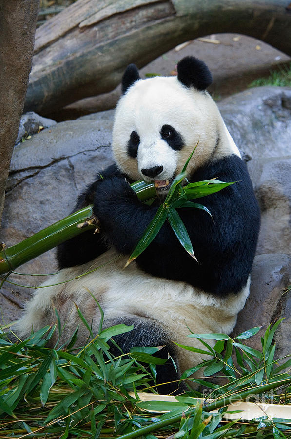 Giant Panda Photograph by Anthony Mercieca - Fine Art America