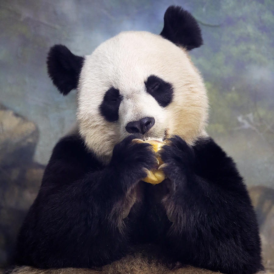 Giant Panda Bear Close-up Photograph by Jack Nevitt