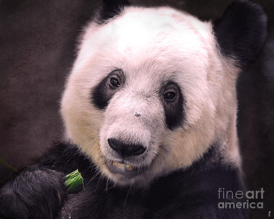 Giant Panda Bear Photograph by Jai Johnson