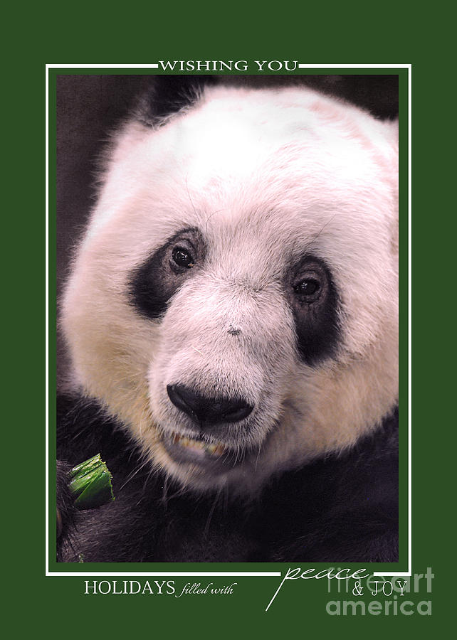 Giant Panda Bear Wildlife Christmas Cards Photograph by Jai Johnson