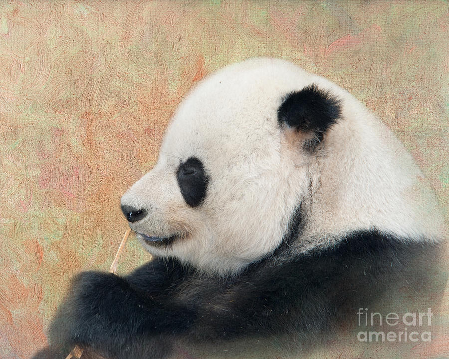 Giant Panda Photograph by Betty LaRue
