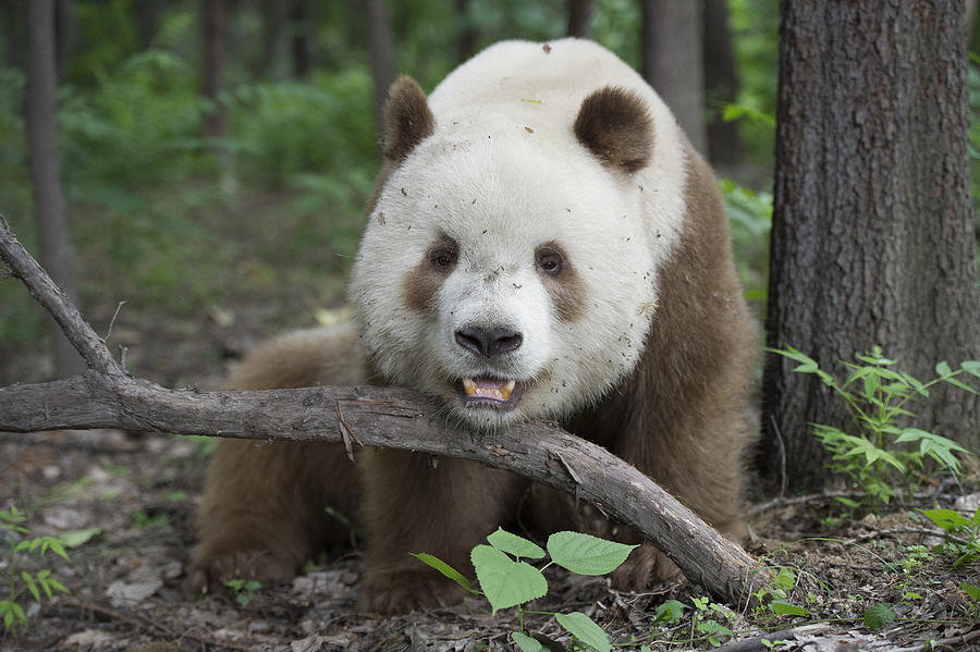 Giant Panda Brown Morph China Photograph by Katherine Feng