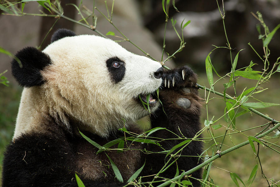 Giant Panda, Chengdu, Sichuan Province Photograph by Paul Souders