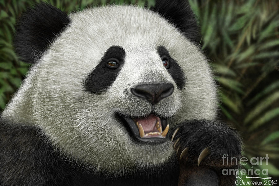Bear Digital Art - Giant Panda by Chuck Devereaux Art