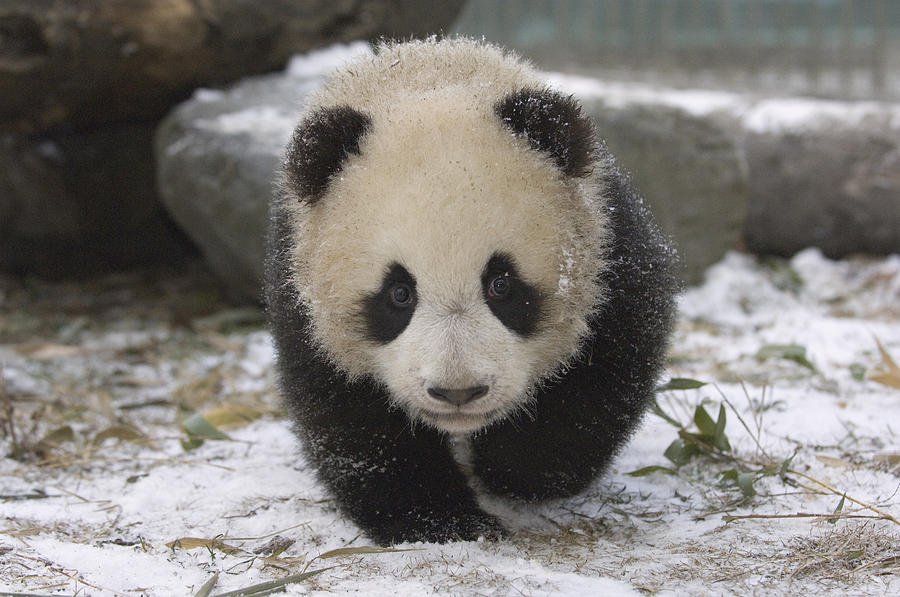 Giant Panda Cub Approaching Wolong China Photograph by Katherine Feng