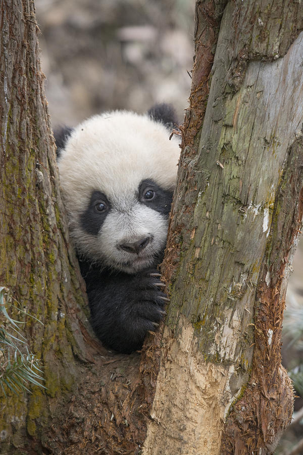 Giant Panda Cub Bifengxia Panda Base Photograph by Katherine Feng