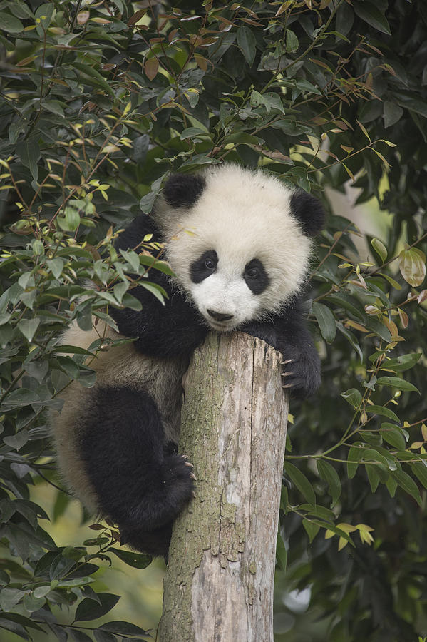 Giant Panda Cub Chengdu Sichuan China Photograph by Katherine Feng