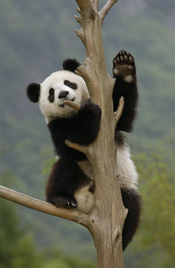 Cute panda bear climbing in tree Wall Mural