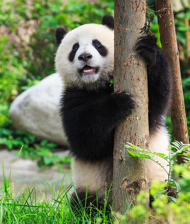 Giant panda cub hugging tree Photograph by Feng Wei Photography