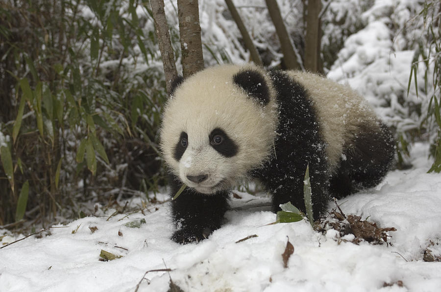 Giant Panda Cub In Snow Wolong China Photograph by Katherine Feng