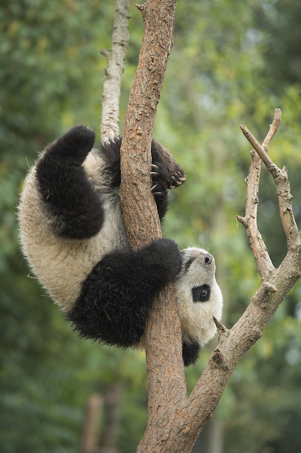 Giant Panda Cub In Tree Chengdu Sichuan Photograph by Katherine Feng