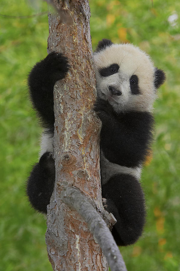Giant Panda Cub In Tree Photograph by San Diego Zoo