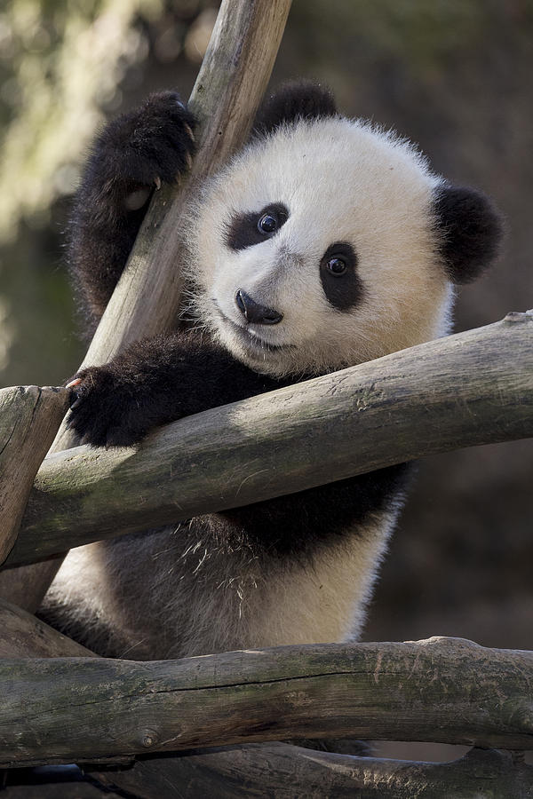 Giant Panda Cub Photograph by San Diego Zoo