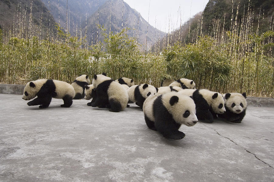 Animal Photograph - Giant Panda Cubs Wolong China by Katherine Feng