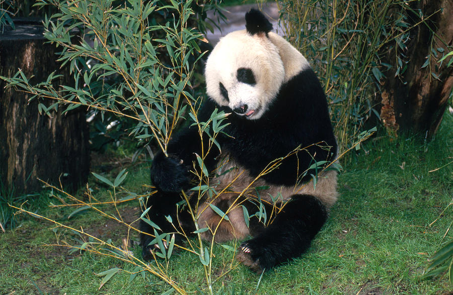 Giant Panda Eating Bamboo, San Diego Zoo Photograph by Greg Ochocki