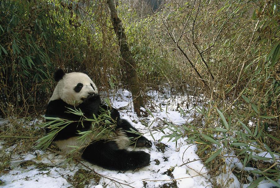 Giant Panda Eating Bamboo Wolong China Photograph by Pete Oxford
