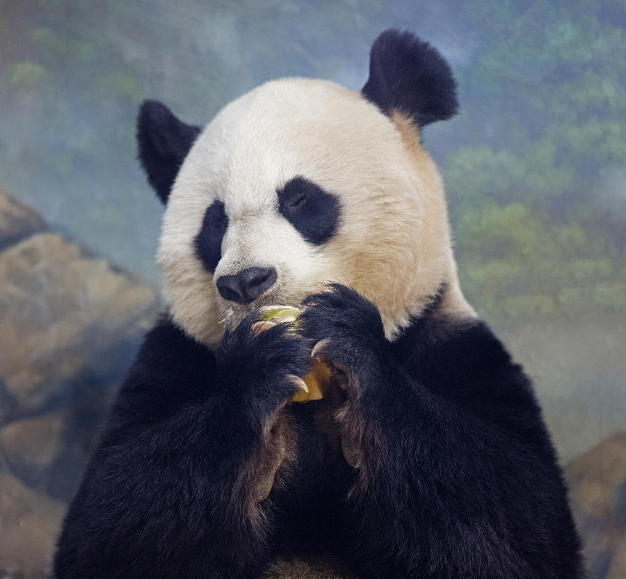 Bear Photograph - Giant Panda Eating by Jack Nevitt