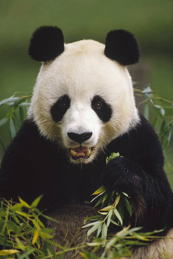 Giant Panda Feeding On Bamboo China Photograph by Gerry Ellis
