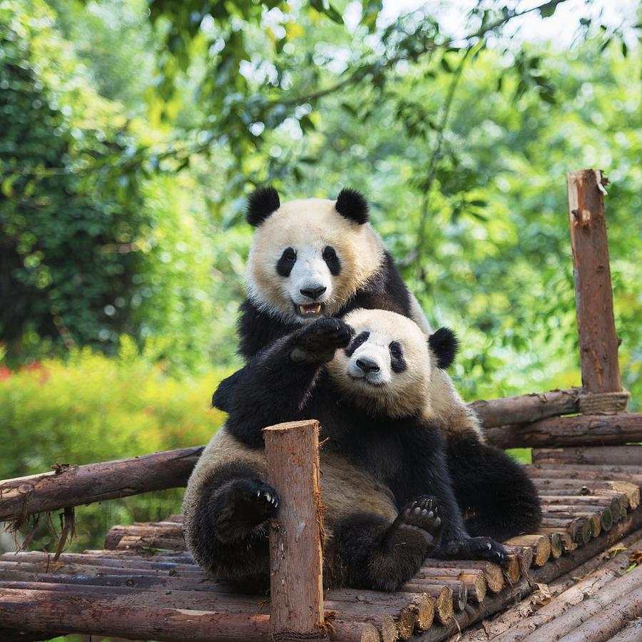 Giant panda Photograph by Fei Yang