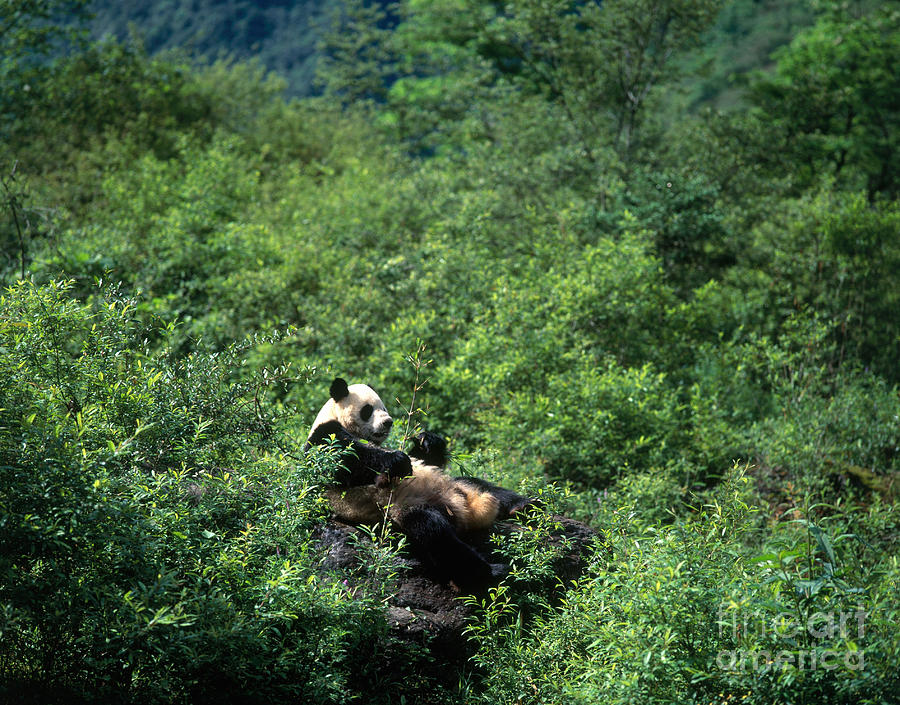 Giant Panda Photograph by Hans Reinhard