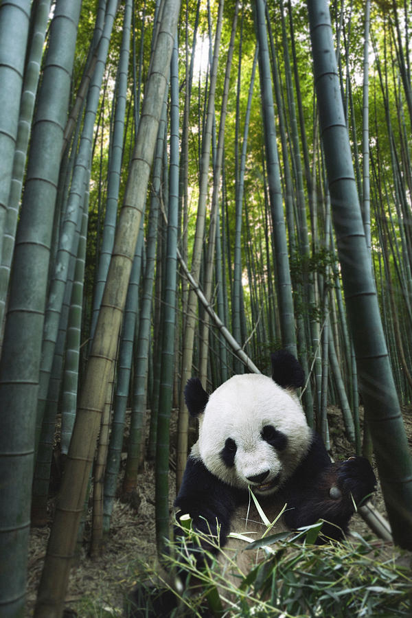 Giant Panda in Bamboo Forest Photograph by Powerofforever