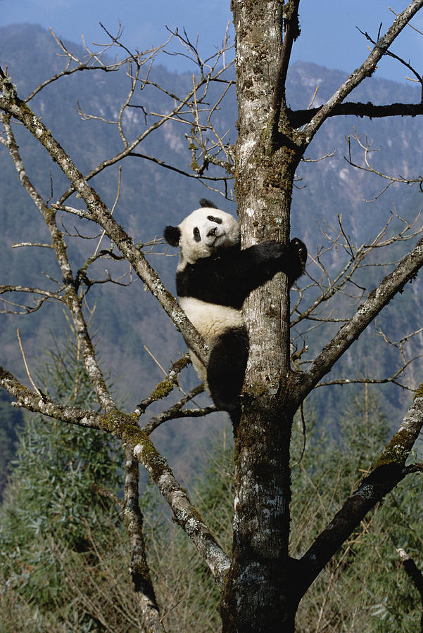 Giant Panda In Tree Wolong Nature Photograph by Konrad Wothe