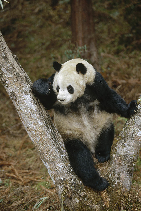 Giant Panda In Tree Wolong Valley China Photograph by Konrad Wothe