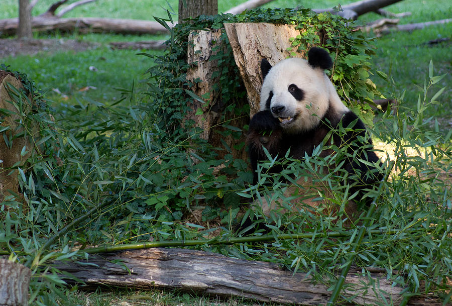 Giant Panda Photograph by Leah Palmer
