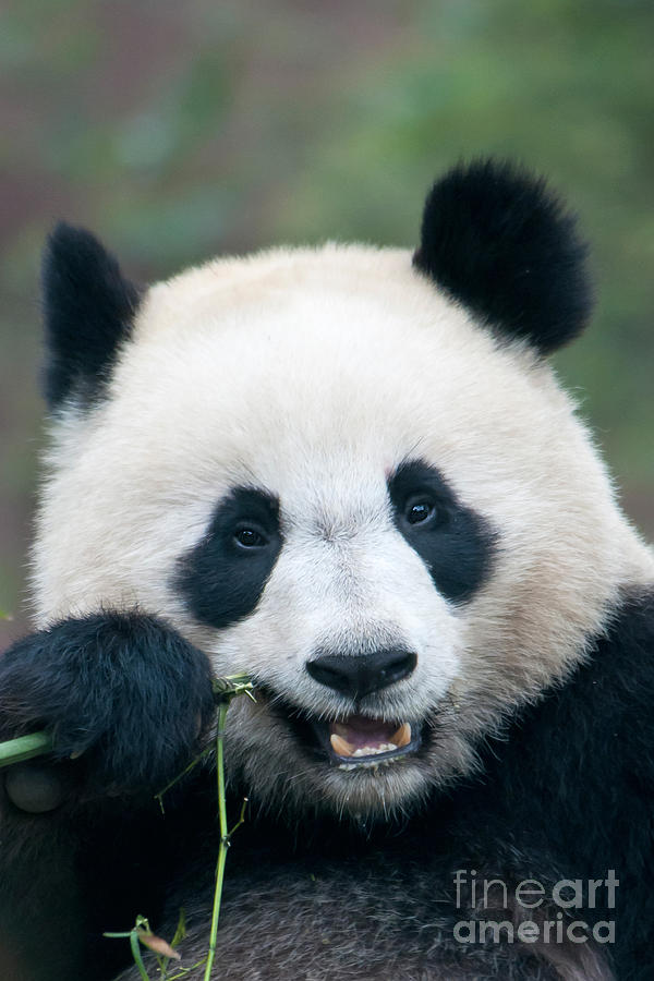 Nature Photograph - Giant Panda by Mark Newman