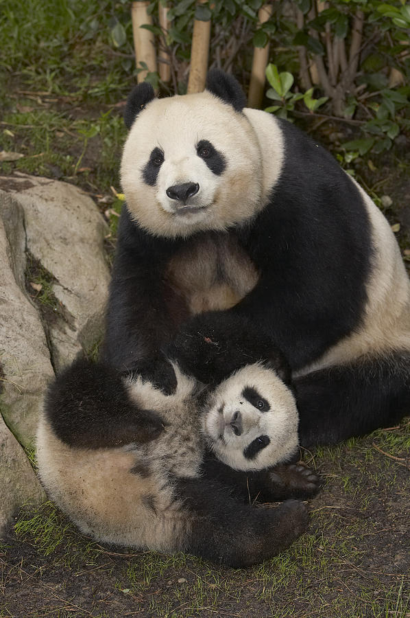 Giant Panda Mother And Baby Photograph by San Diego Zoo